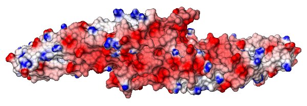 BipD dimer