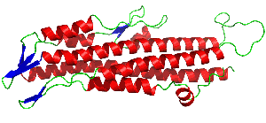 BipD ribbon model