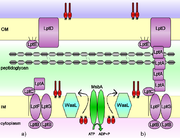 Lpt bacterial transport system