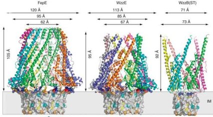 Polysaccharide Co-polymerases