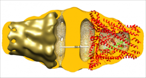 WzzE structure determined by X-ray xrystallography and electron microscopy