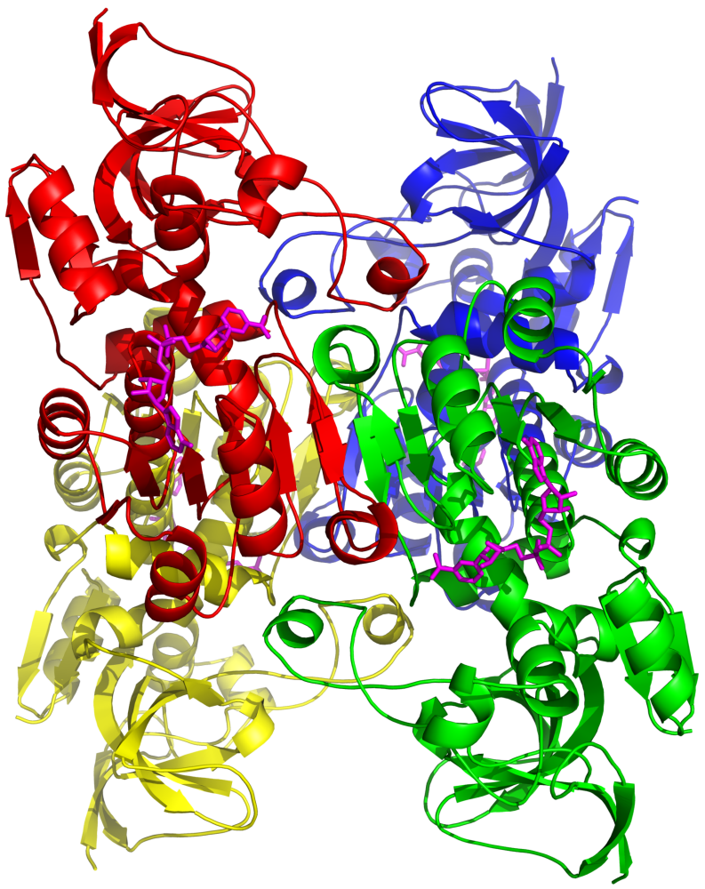 TDH - L-Threonine Dehydrogenase - Alex Ruaux